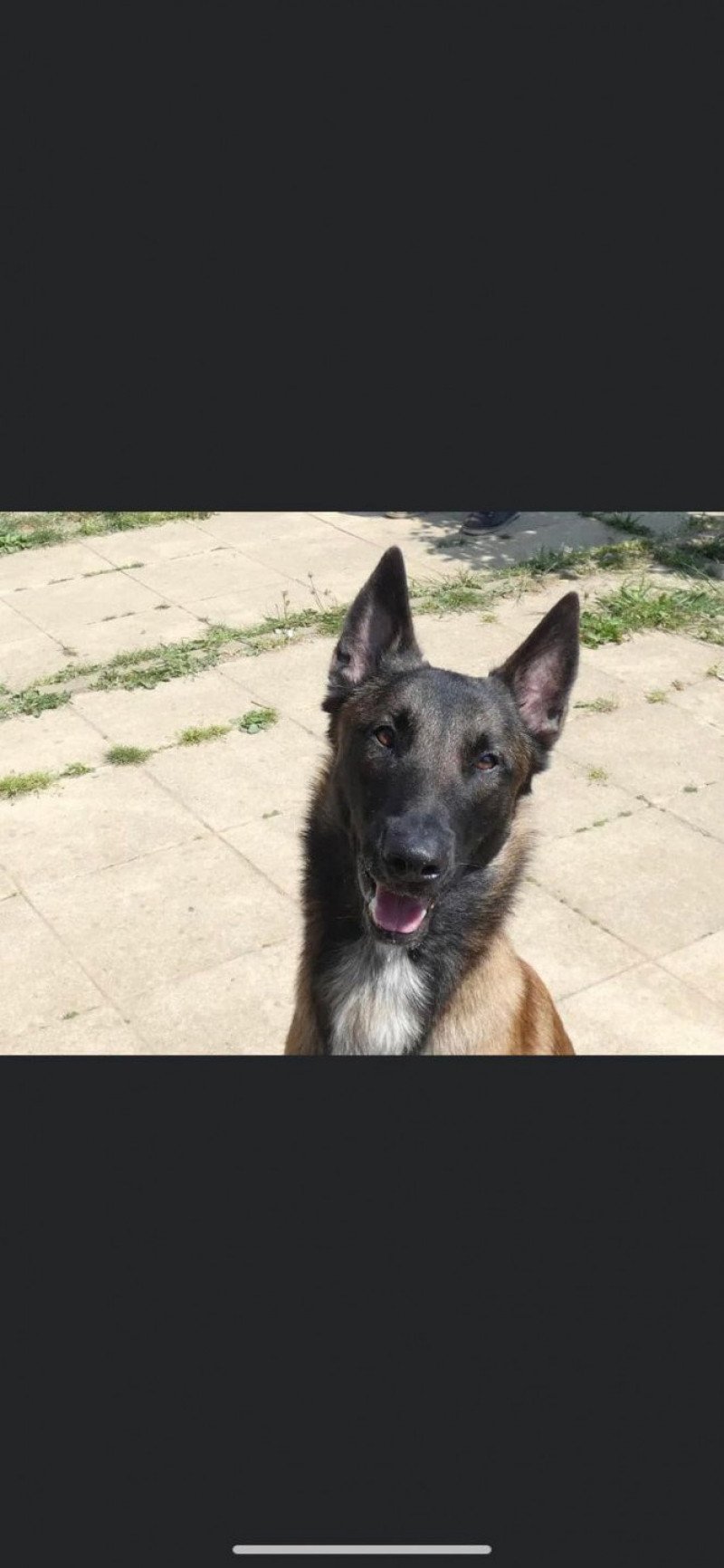 Ranger Mâle Berger belge
