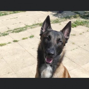 chien Berger belge Ranger Élevage de l'empire d'Athéna